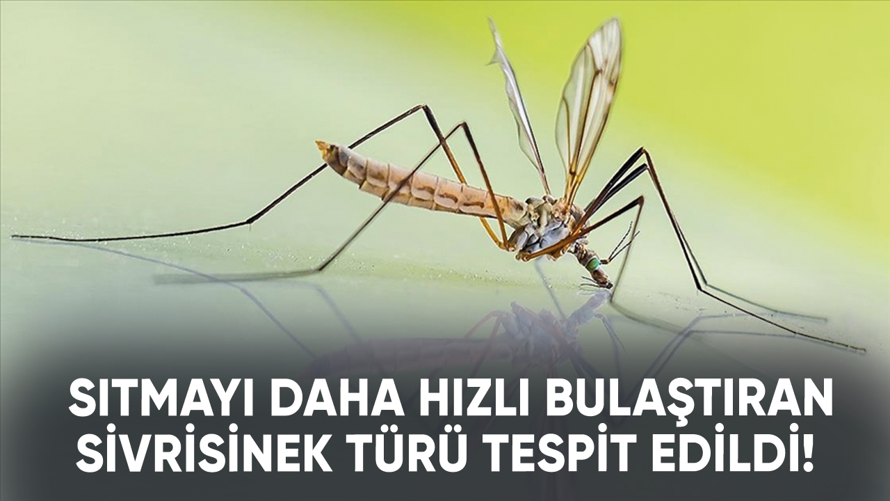 Sıtmayı daha hızlı bulaştıran sivrisinek türü tespit edildi!