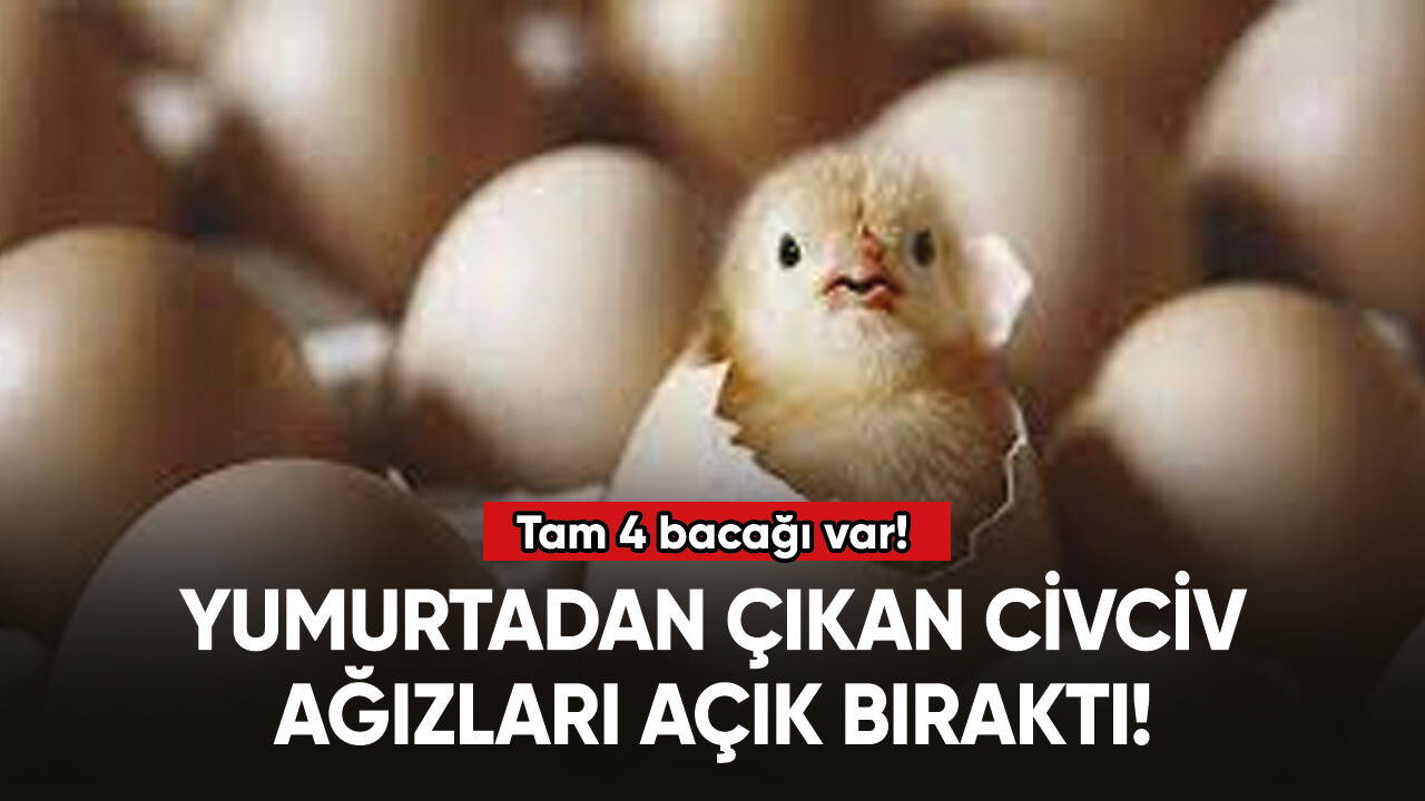 Yumurtadan çıkan civciv ağızları açık bıraktı!