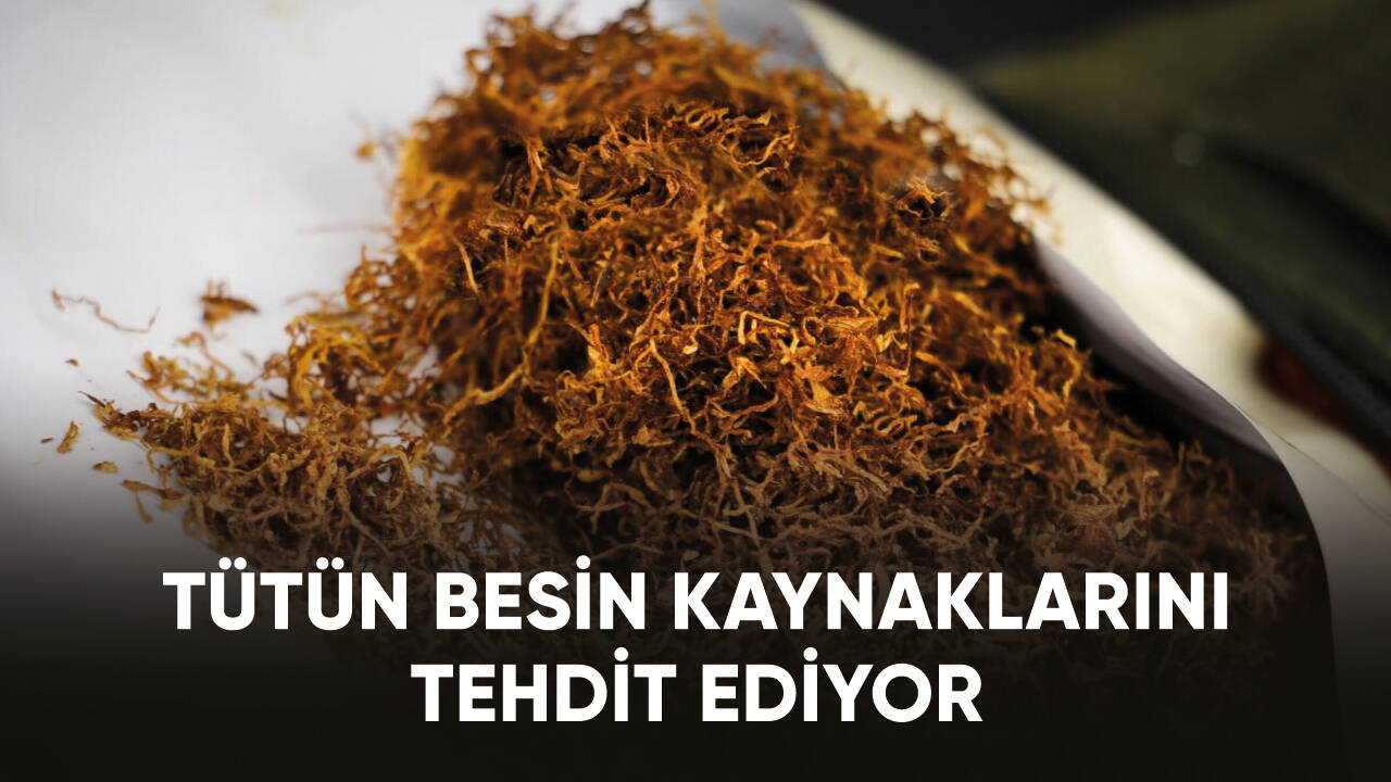 Tütün sağlığın yanı sıra besin kaynaklarını da tehdit ediyor