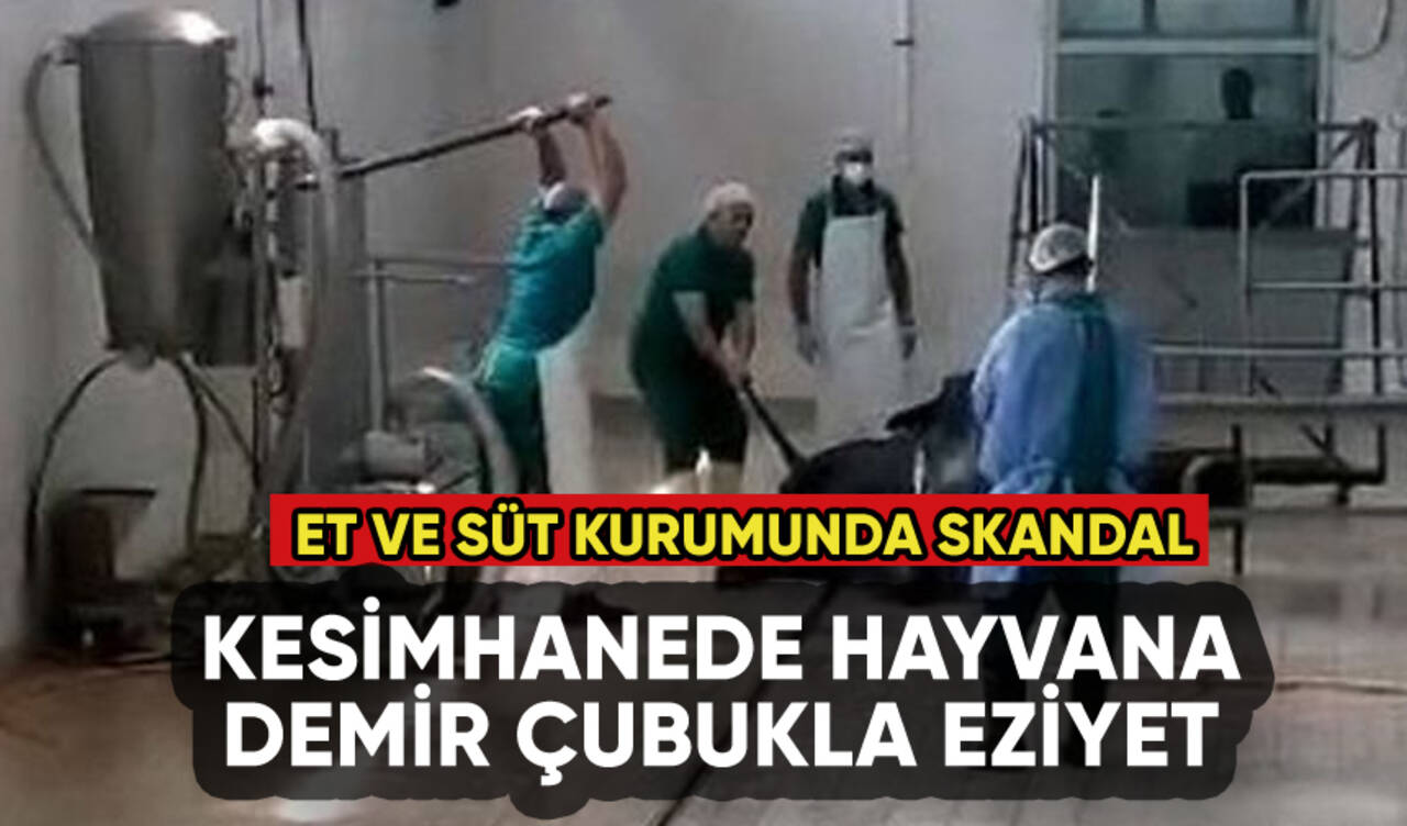 Et ve Süt Kurumunda skandal: Kesimhanede hayvana demirle işkence