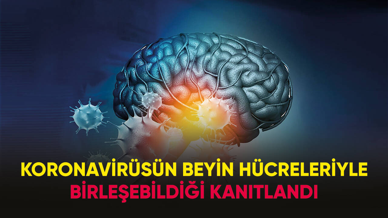 Koronavirüsün beyin hücreleriyle birleşebildiği kanıtlandı