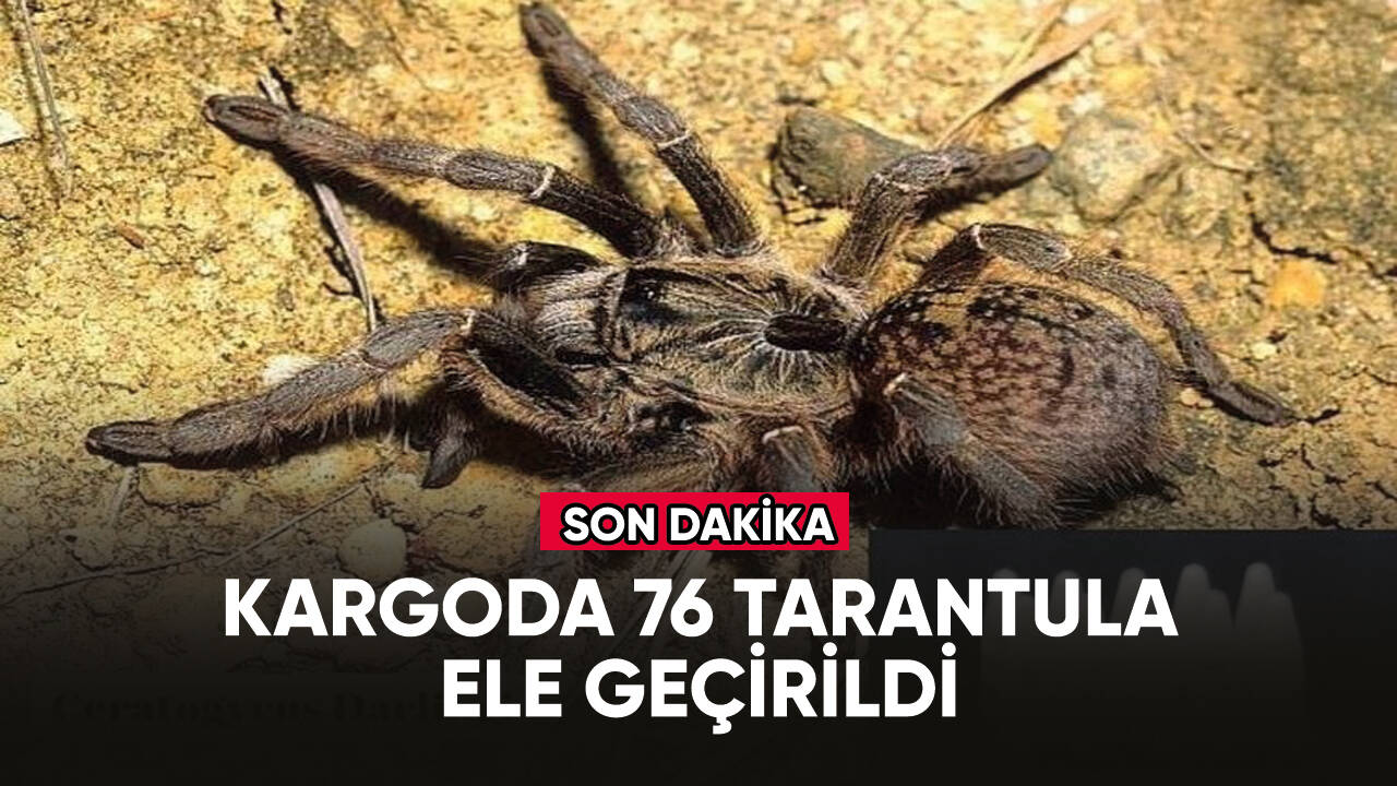 Posta kargosunda 76 tarantula ele geçirildi