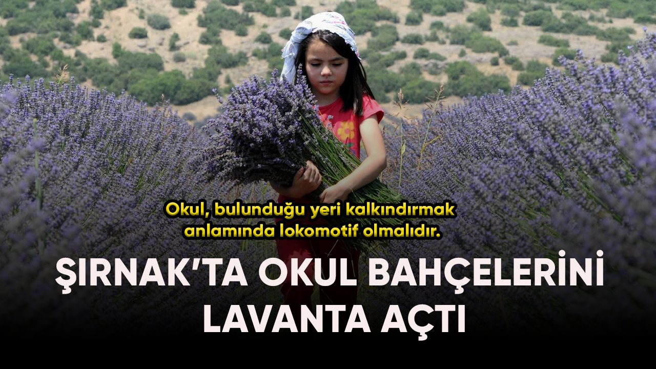 Şırnak'ta okul bahçeleri lavanta açtı!