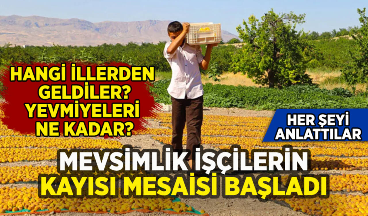 Mevsimlik işçilerin kayısı mesaisi başladı: Her şeyi anlattılar