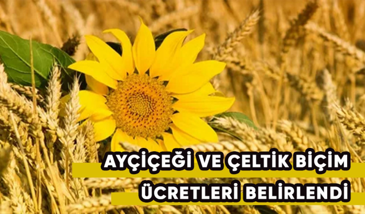 Ayçiçeği ve çeltik biçim ücretleri belirlendi