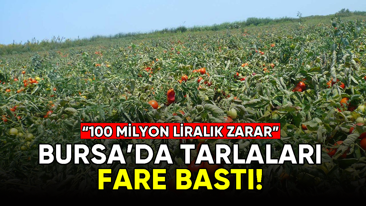 Bursa'da tarlaları fare bastı!