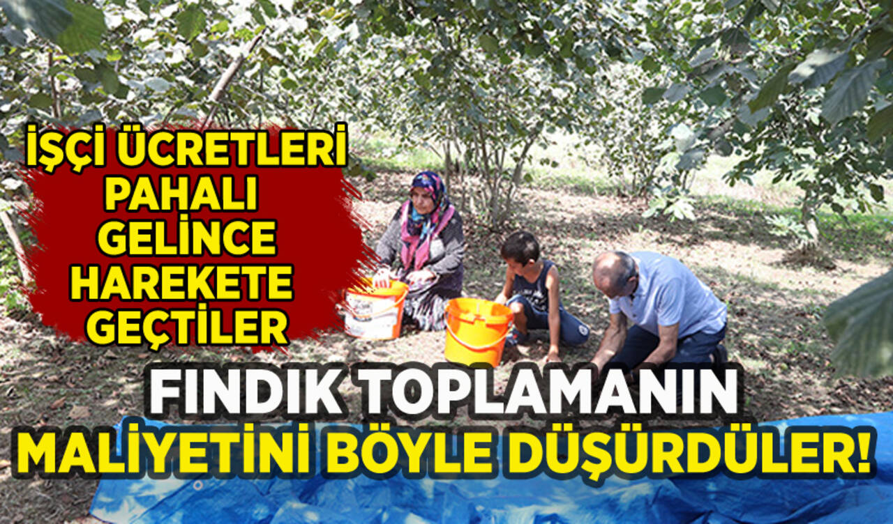 Fındık toplamanın maliyetini böyle düşürdüler!