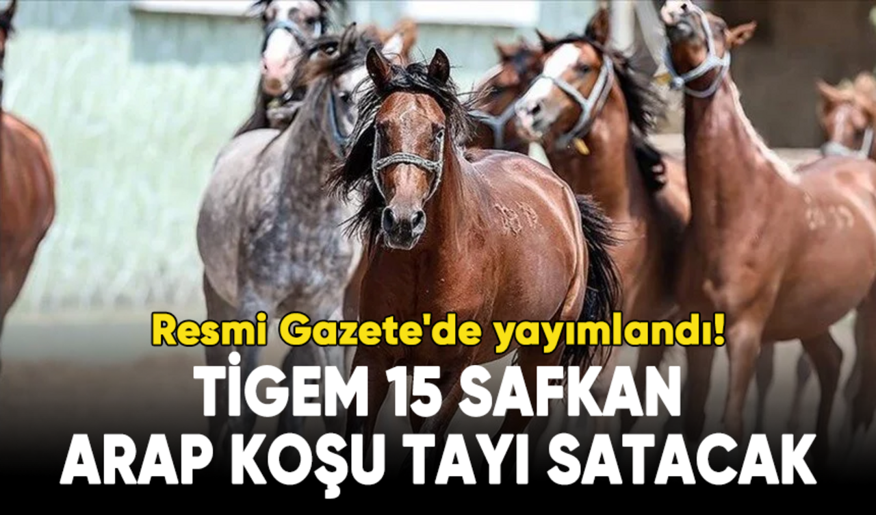 TİGEM 15 safkan Arap koşu tayı satacak