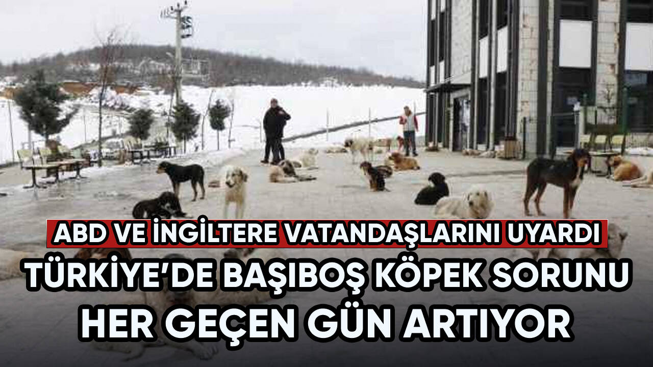 Türkiye'de başıboş köpek sorunu yaşanıyor