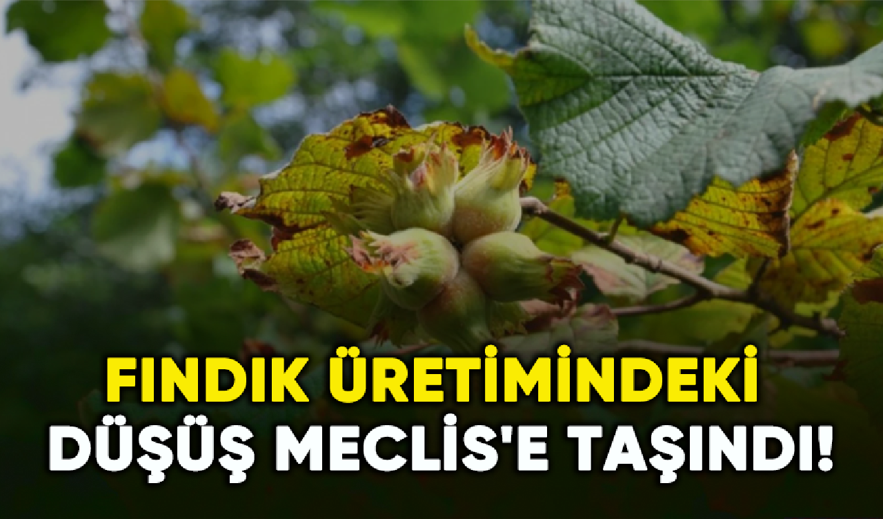 Fındık üretiminde yaşanan düşüş Meclis'e taşındı!