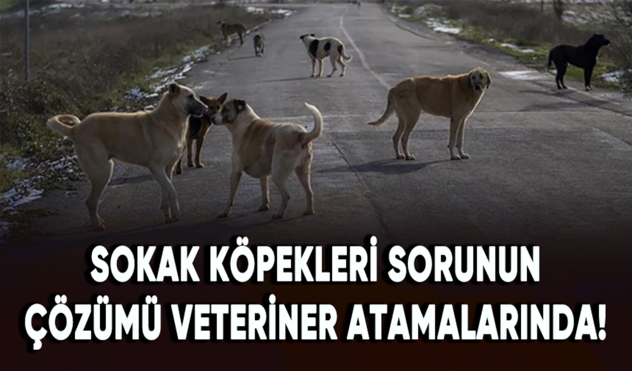 Sokak köpekleri sorunun çözümü veteriner atamalarında!