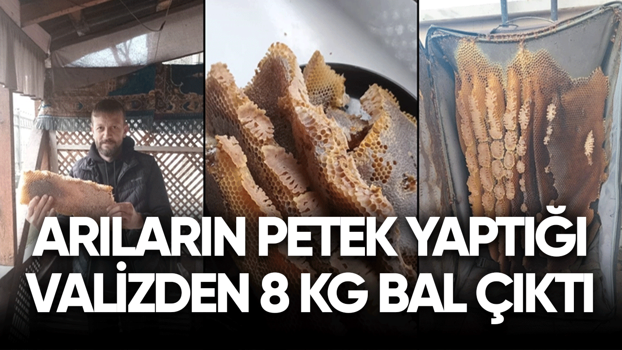 Arıların petek yaptığı valizde 8 kilogram bal bulundu