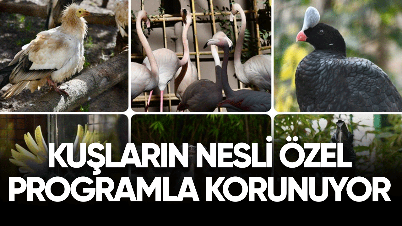 kuşların nesli özel programla korunuyor