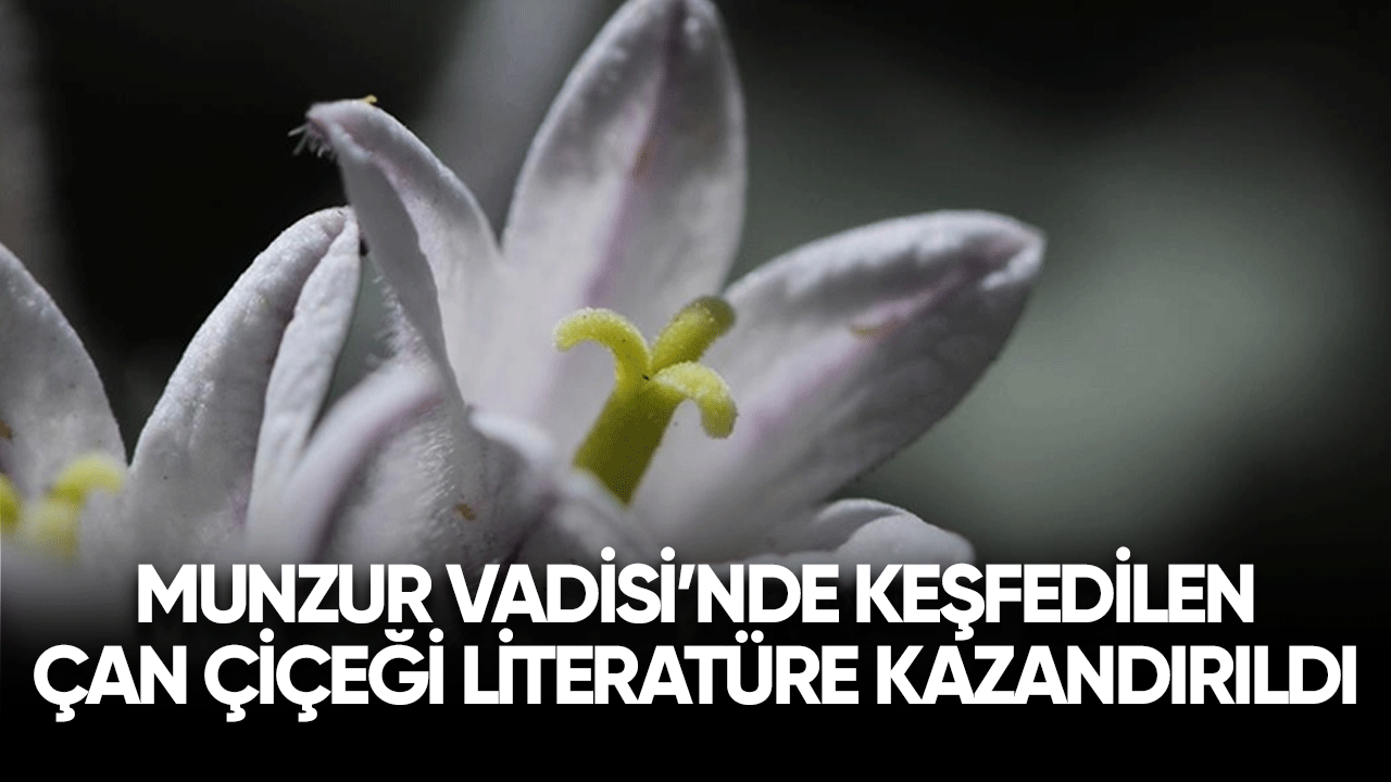 Munzur Vadisi'nde keşfedilen çan çiçeği literatüre kazandırıldı