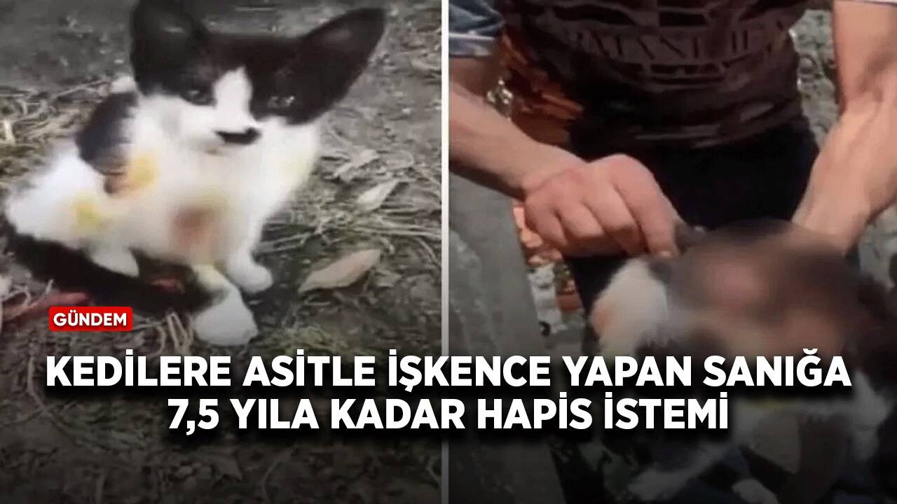 Kedilere asitle işkence yapan sanığa 7,5 yıla kadar hapis istemi