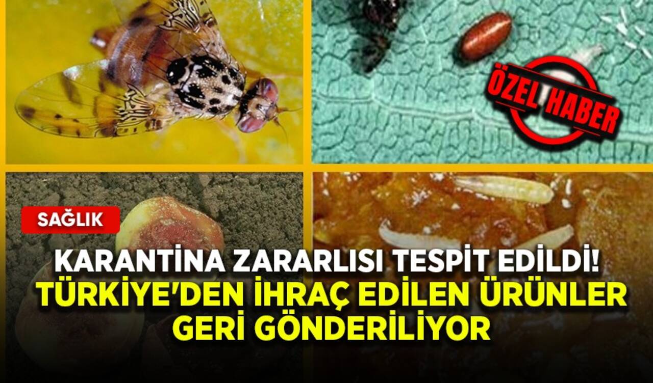 Karantina zararlısı tespit edildi! Türkiye'den ihraç edilen ürünler geri gönderiliyor