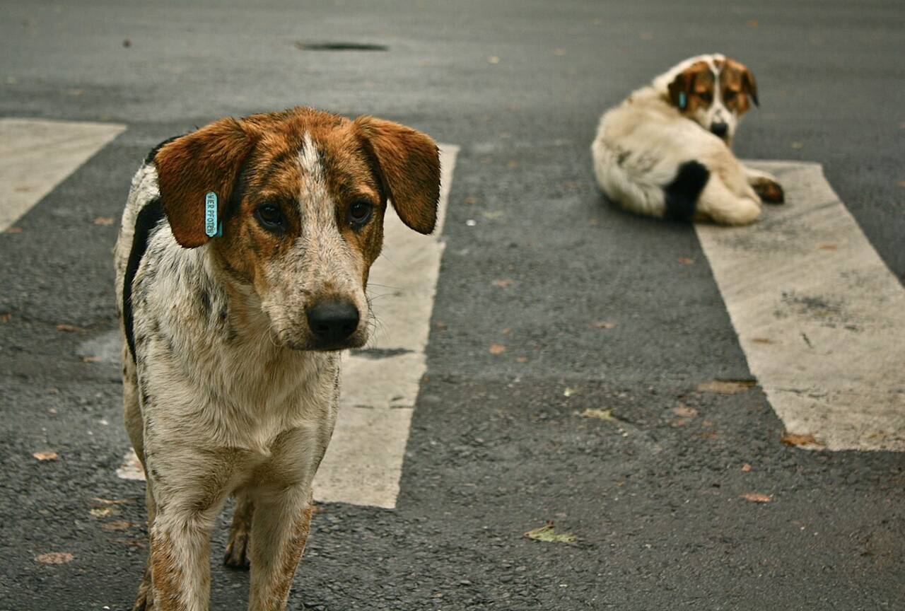 Balıkesir’de köpeği ezerek öldüren taksici 7 bin lira para cezasıyla kurtuldu