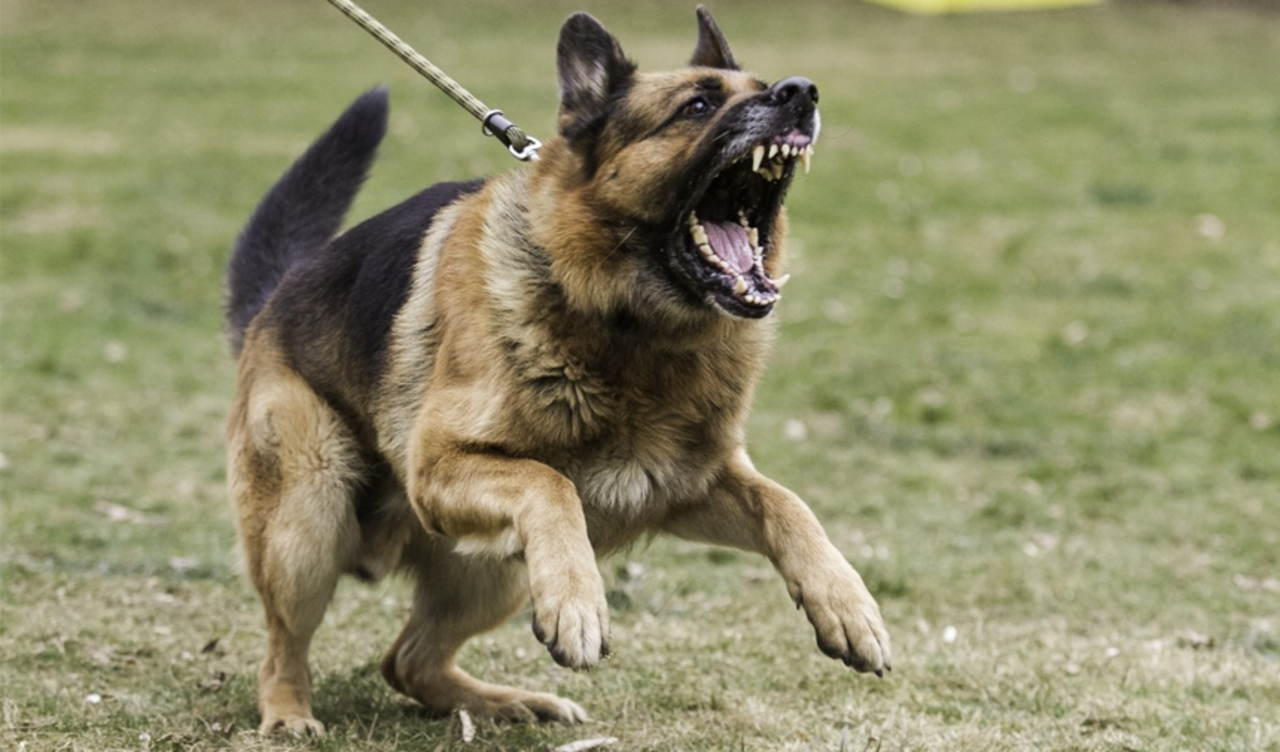 Bursa'da çocuklar sahipsiz köpeklerin saldırısına uğradı!