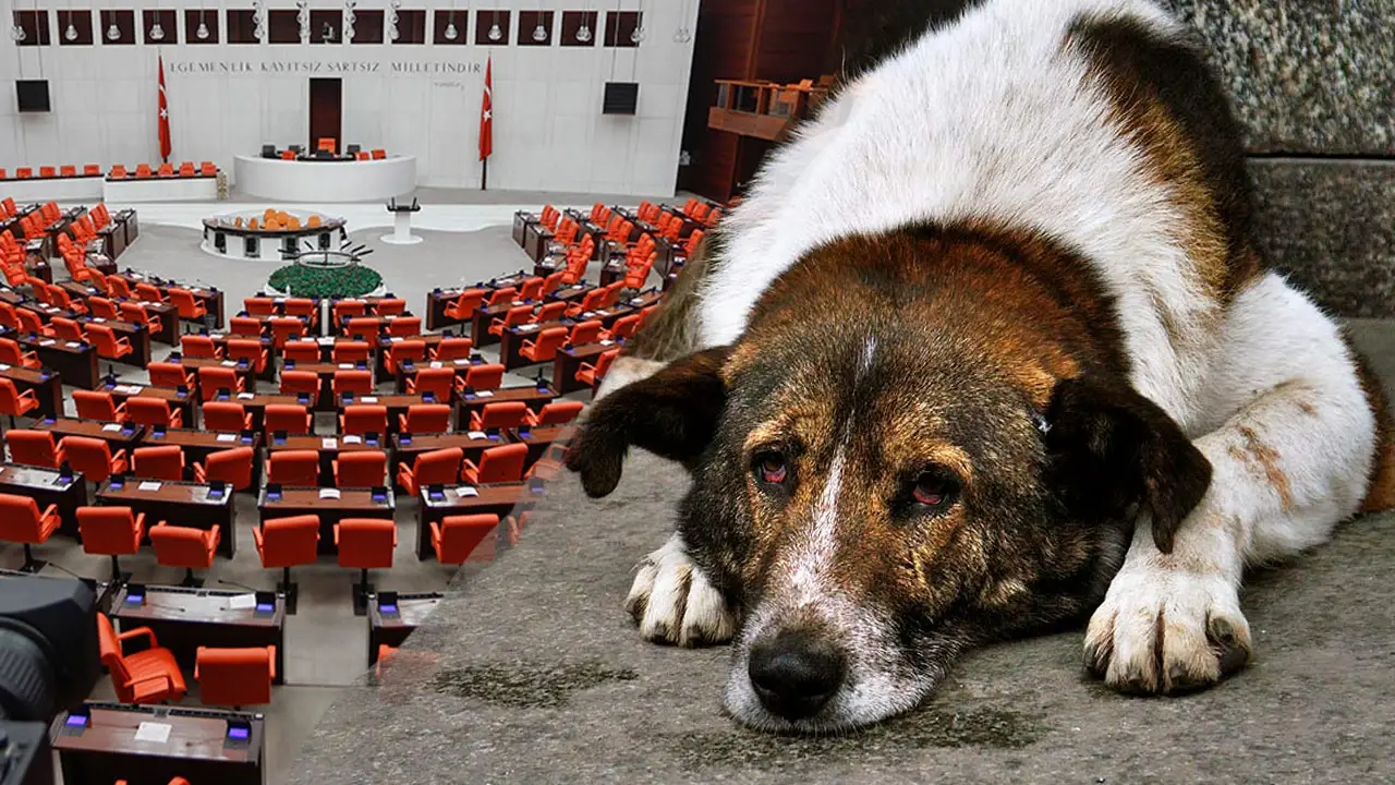 Sahipsiz sokak köpeklerine ilişkin düzenlemede AK Parti raporu hazır: Neler içeriyor?