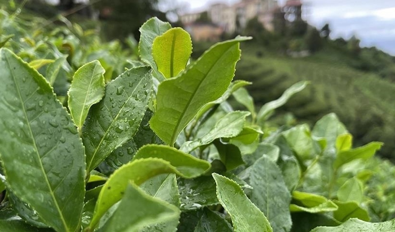 2024 yılı yaş çay alım fiyatı belirlendi