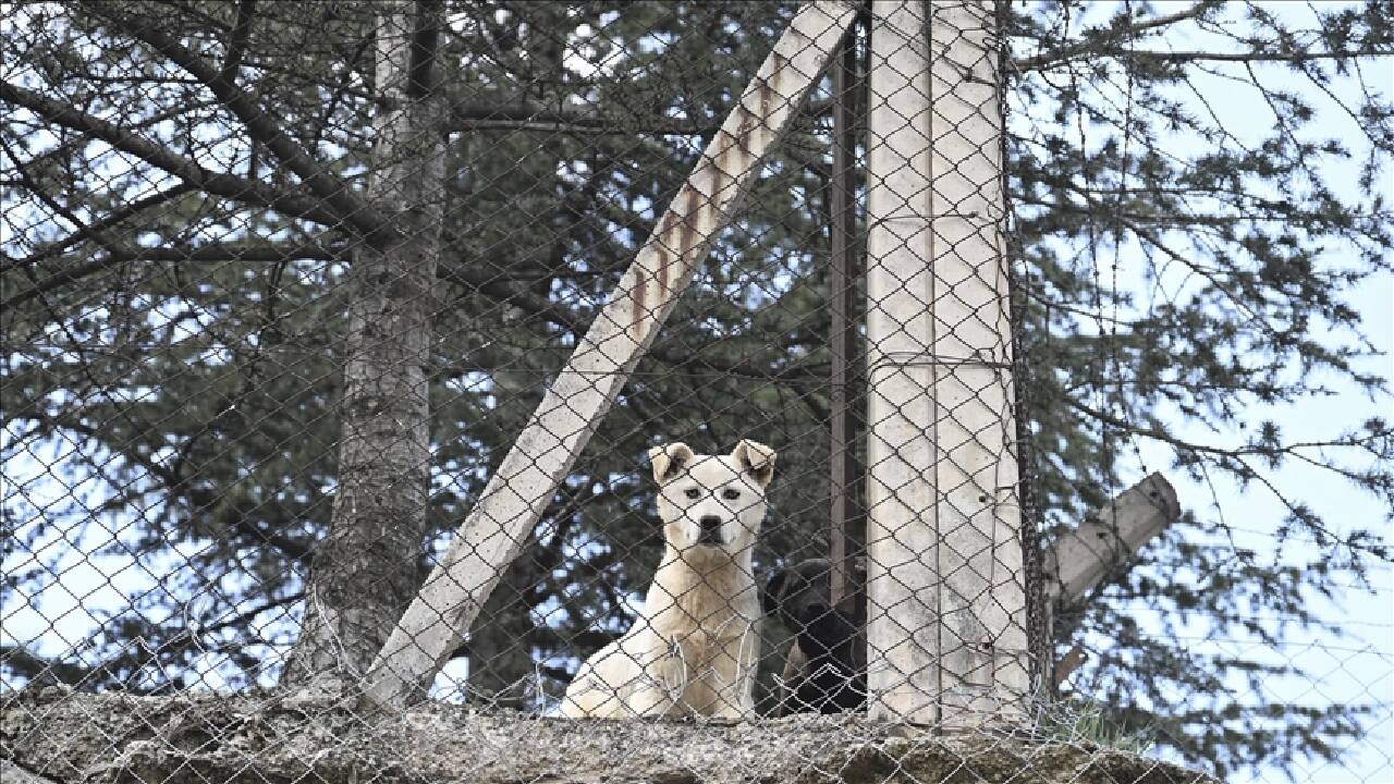 Ankara Valiliğinden "hastalık taşıyan köpeklerin kente getirildiği" iddialarına ilişkin açıklama