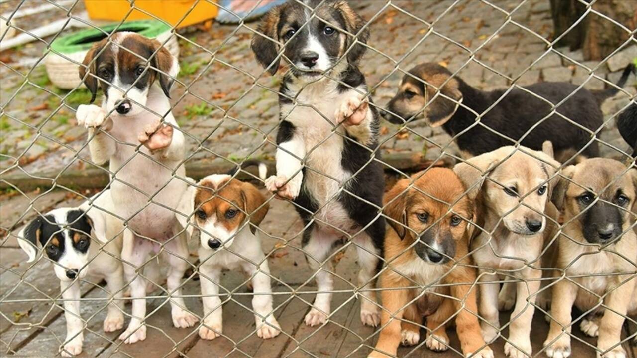 Sahipsiz hayvanlara yönelik düzenleme çalışması Cumhurbaşkanı'na sunulacak