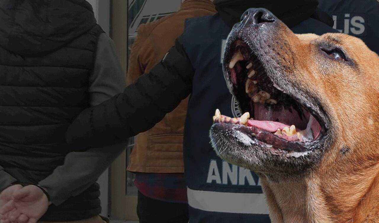 Hastalık taşıyan köpekleri Ankara'ya getirdikleri iddia edilmişti: 2 sanığın 4 yıla kadar hapsi isteniyor