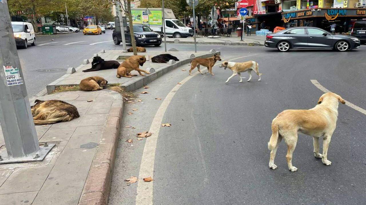 Özel'den çarpıcı 'sokak köpekleri' açıklaması: Kendimizi siper etmeye hazırız