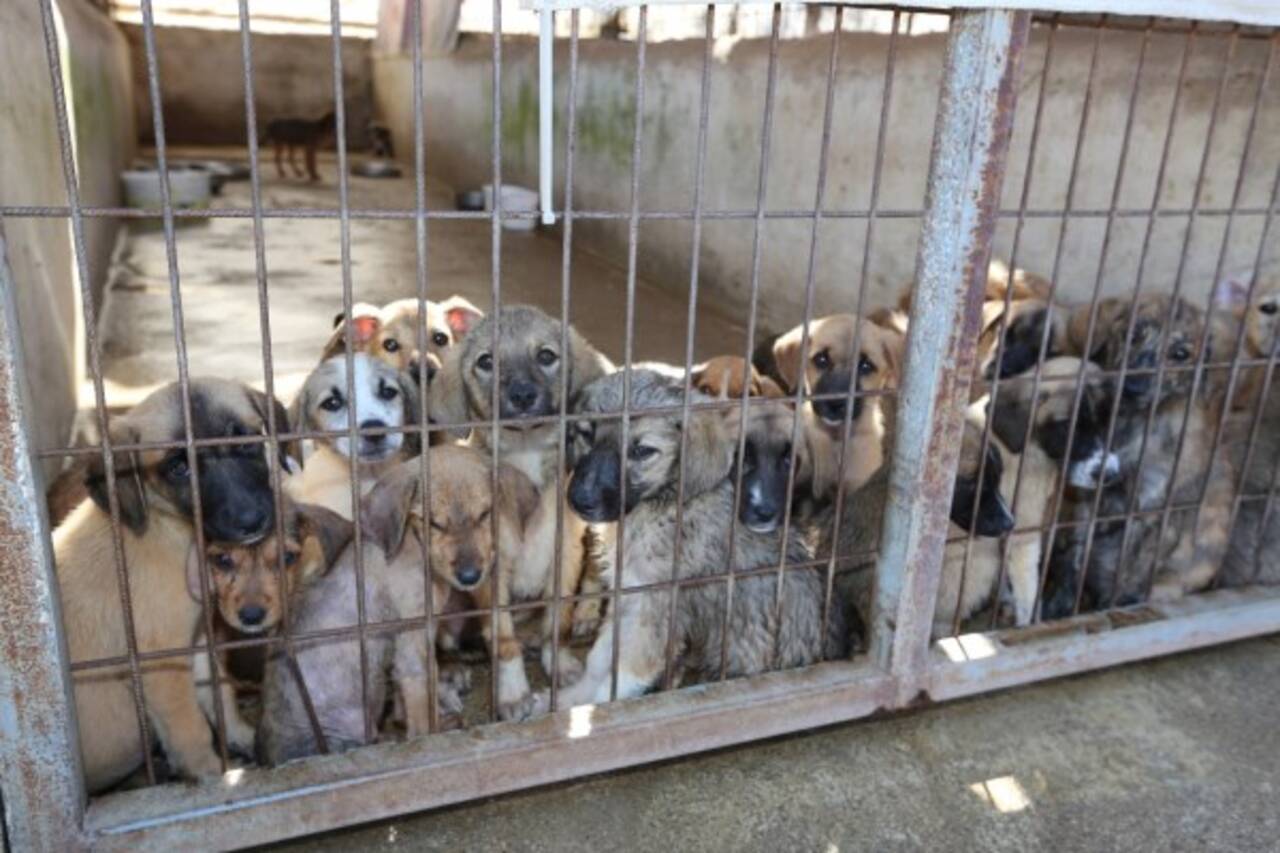 4. madde Komisyondan geçti: ‘Köpekler’ sahiplendirilinceye kadar bakımevlerinde kalacak