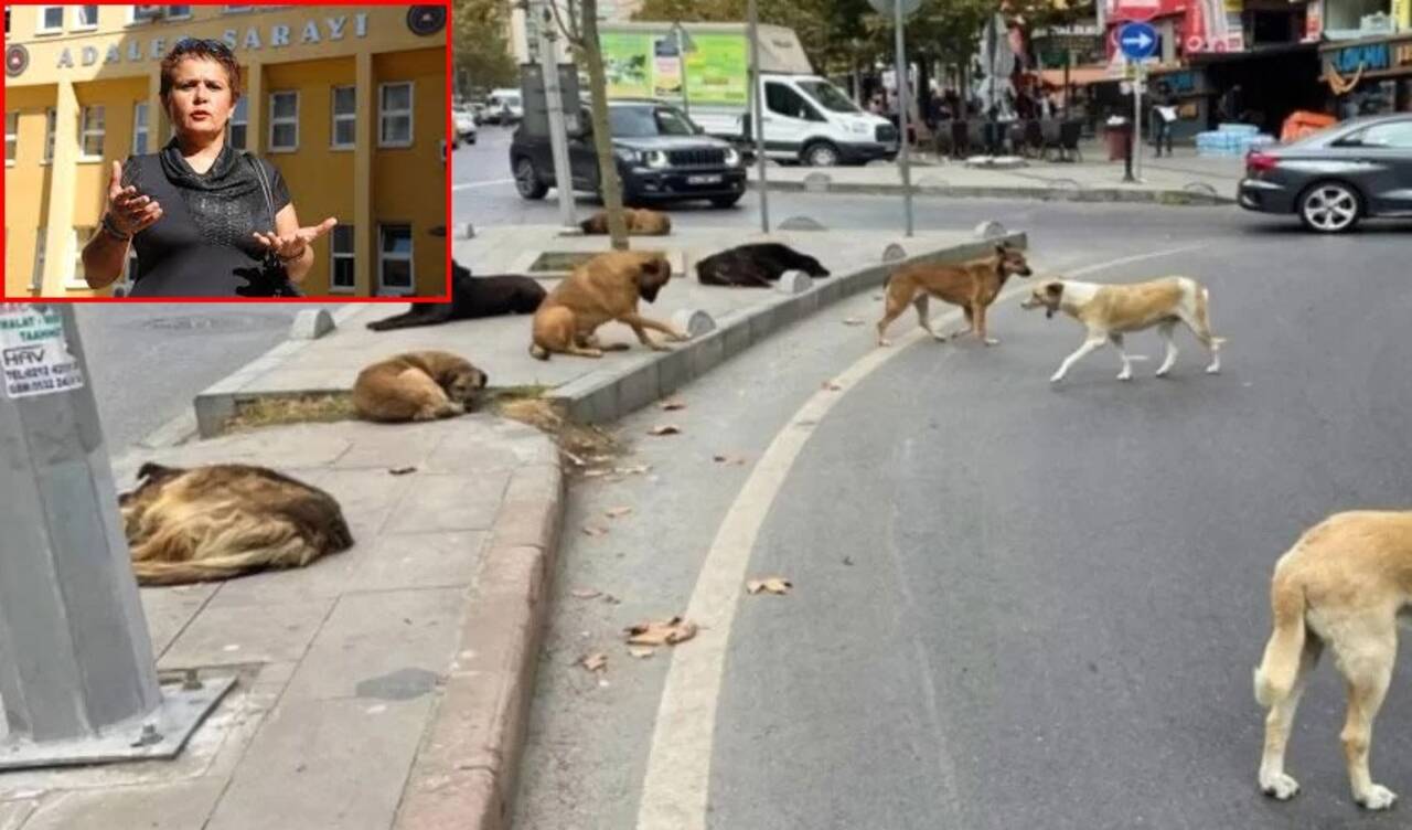 Hayvan derneği başkanından dikkat çeken 'sokak savaşları' çıkışı