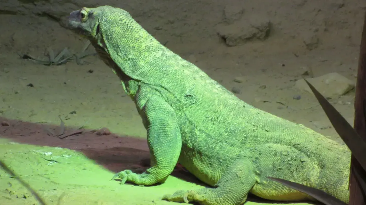 DMM, iddiaları yalanladı: Komodo ejderi değil, 'Yeşil iguana'