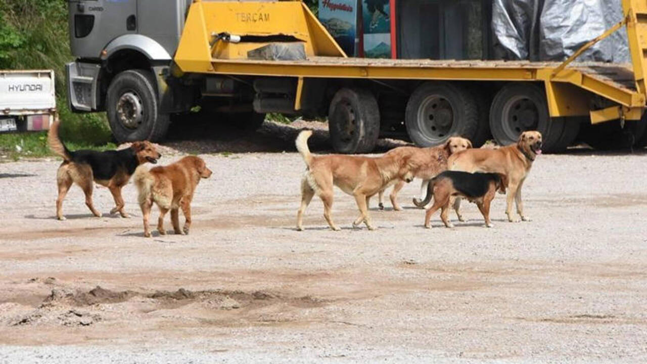 Fatih'te sokak köpeklerinin saldırdığı zihinsel engelli kişi hayatını kaybetti