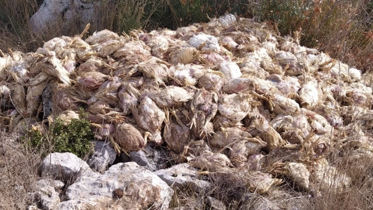 Mersin'de şoke eden olay: Boş arazide yüzlerce ölü tavuk bulundu