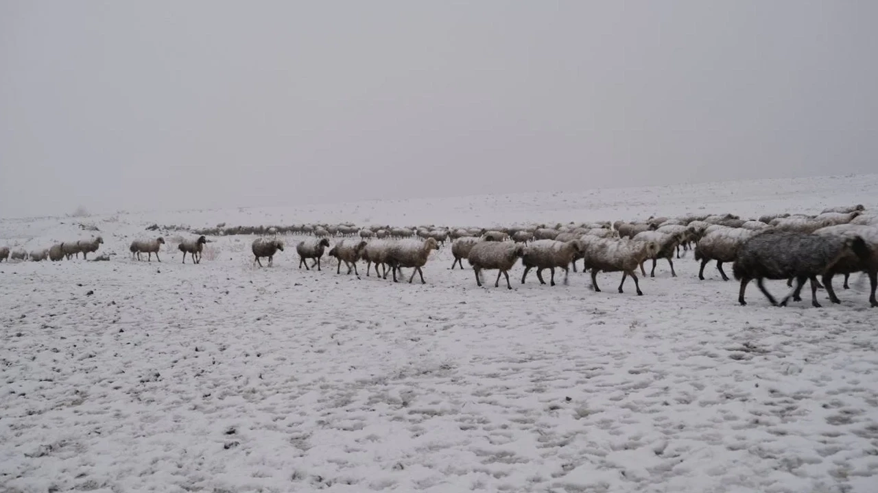 Erken gelen kış, Altınyayla’da koyunların yayladan indirilmesine neden oldu