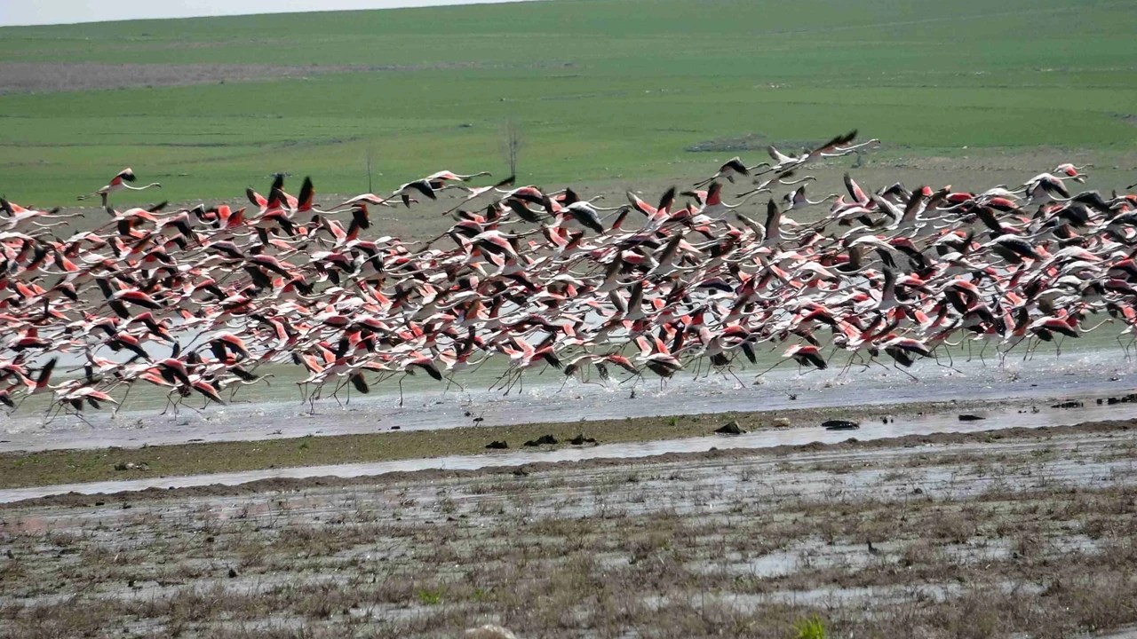 Göçmen kuşlar için 2 bin 600 metrelik ses bariyeri yapıldı