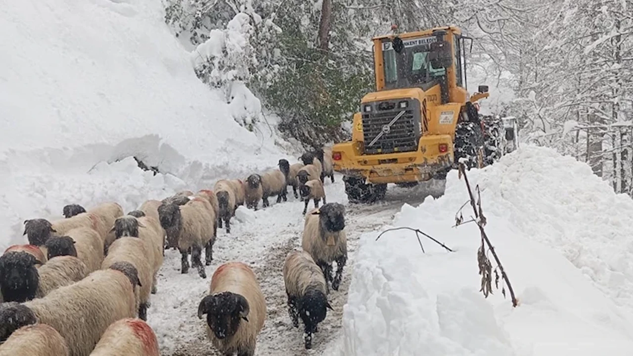 Artvin'de 58 köy yolu kapanırken, karla mücadele çalışmaları sürüyor