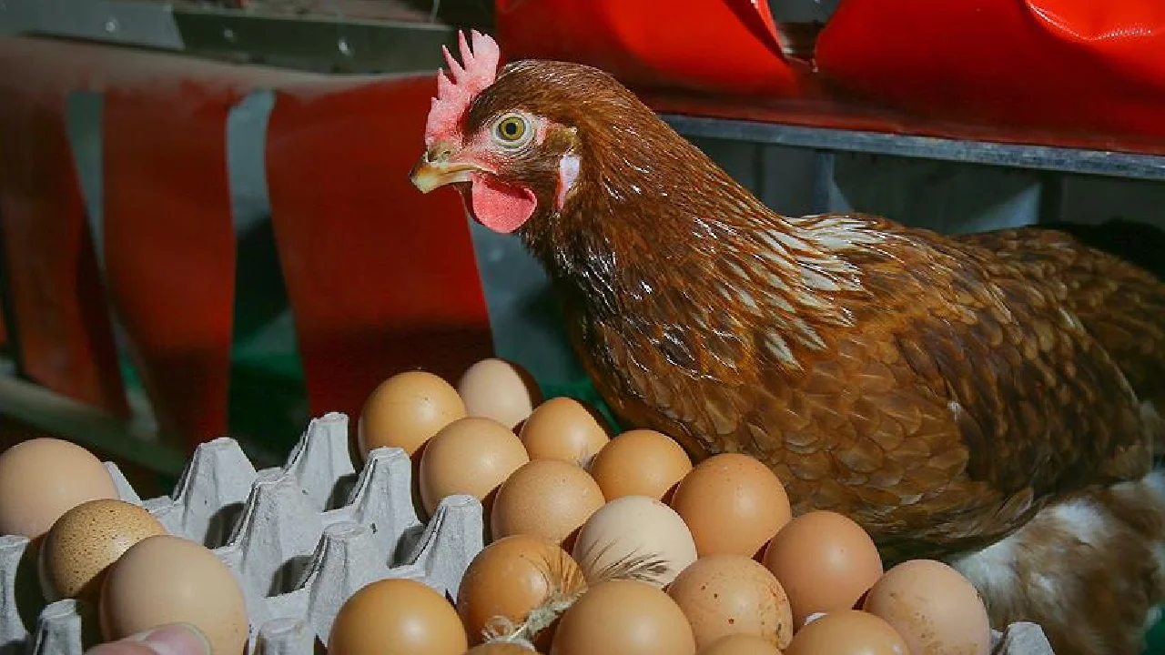 Rusya'dan Konya'ya tavuk eti ve yumurta ithalatı kısıtlaması