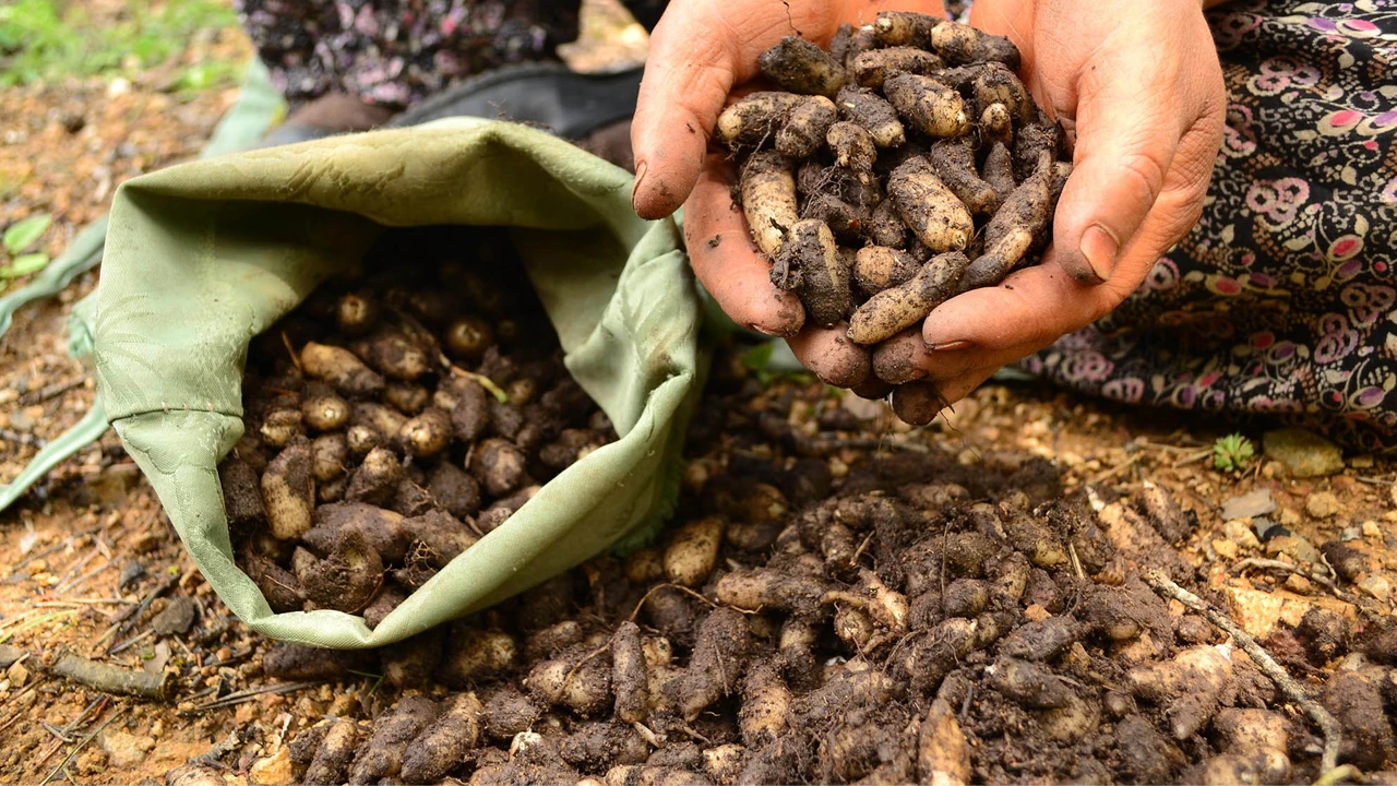 Çankırı’da ekilen salep, afrodizyak etkisiyle talep görüyor!