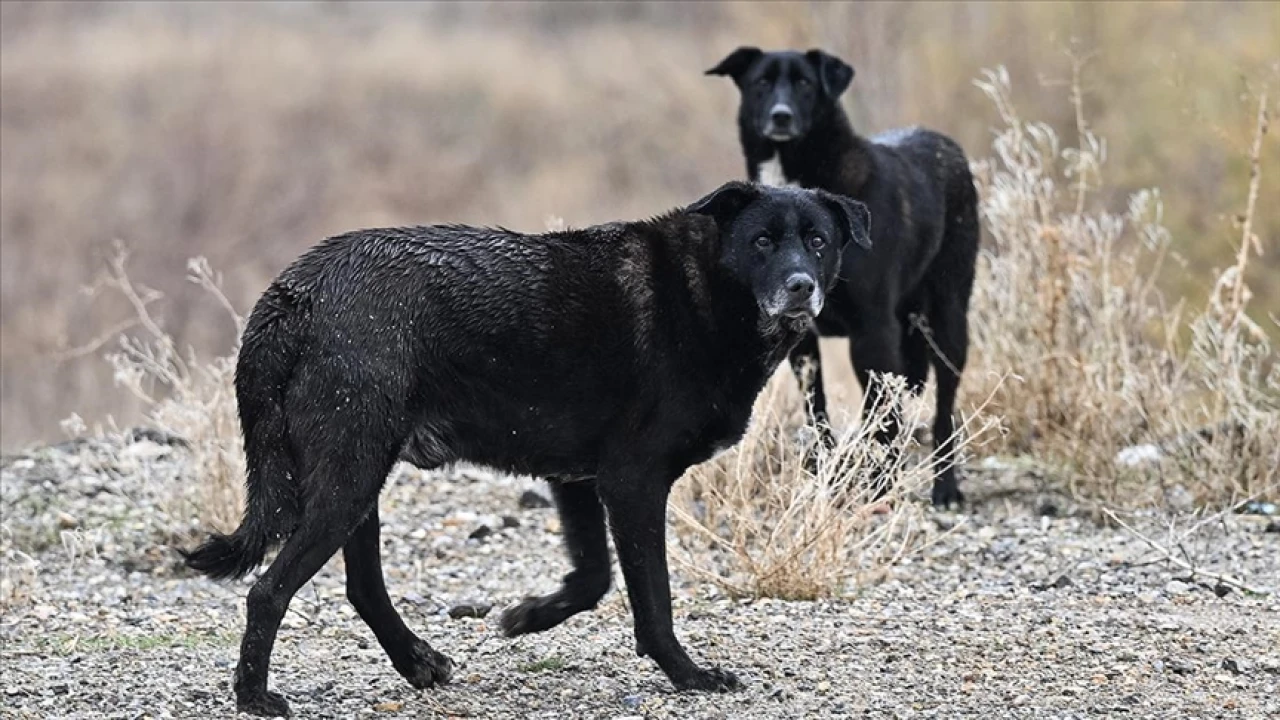 Başıboş köpekler 9 yaşındaki çocuğa saldırdı!