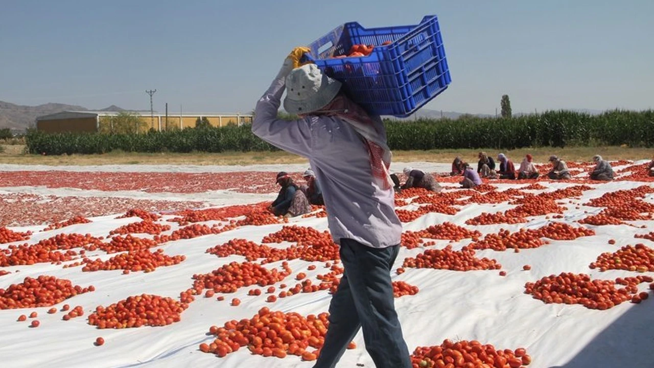 2030'a kadar büyüyecek 78 milyon yeni iş fırsatının şaşırtan lideri: Tarım işçiliği!