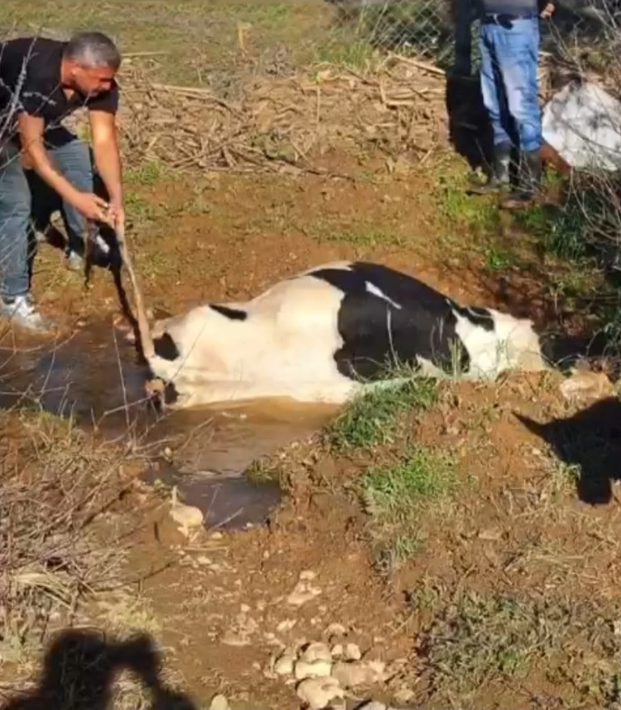 Datça'da çamura saplanan inek, iş makinesiyle kurtarıldı