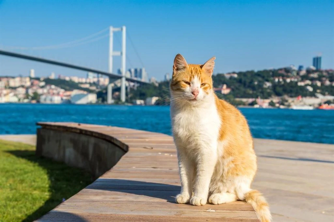 Uzman antropolog Türkiye'deki kediler ve insanlar arasındaki bağ hakkında ilginç tespitlerde bulundu