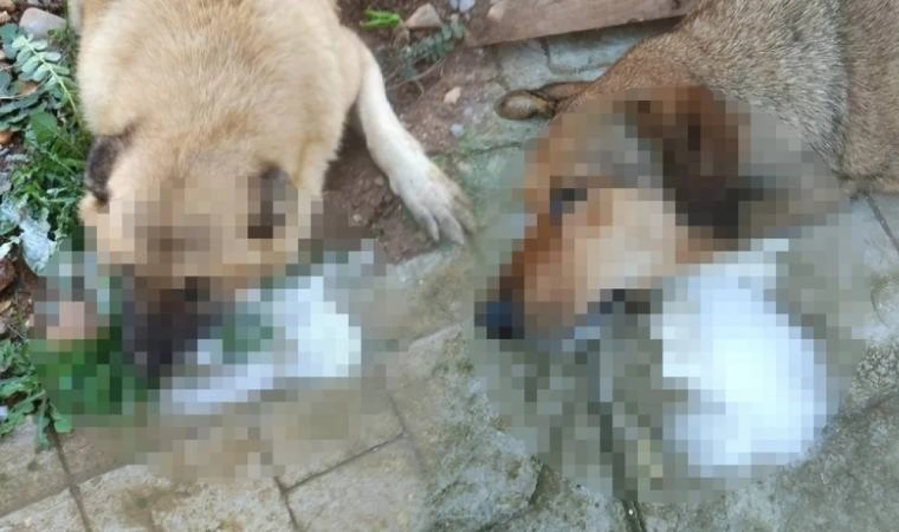 Manisa’da dehşet verici olay: Sokak köpeklerine zehirlenerek öldürüldü