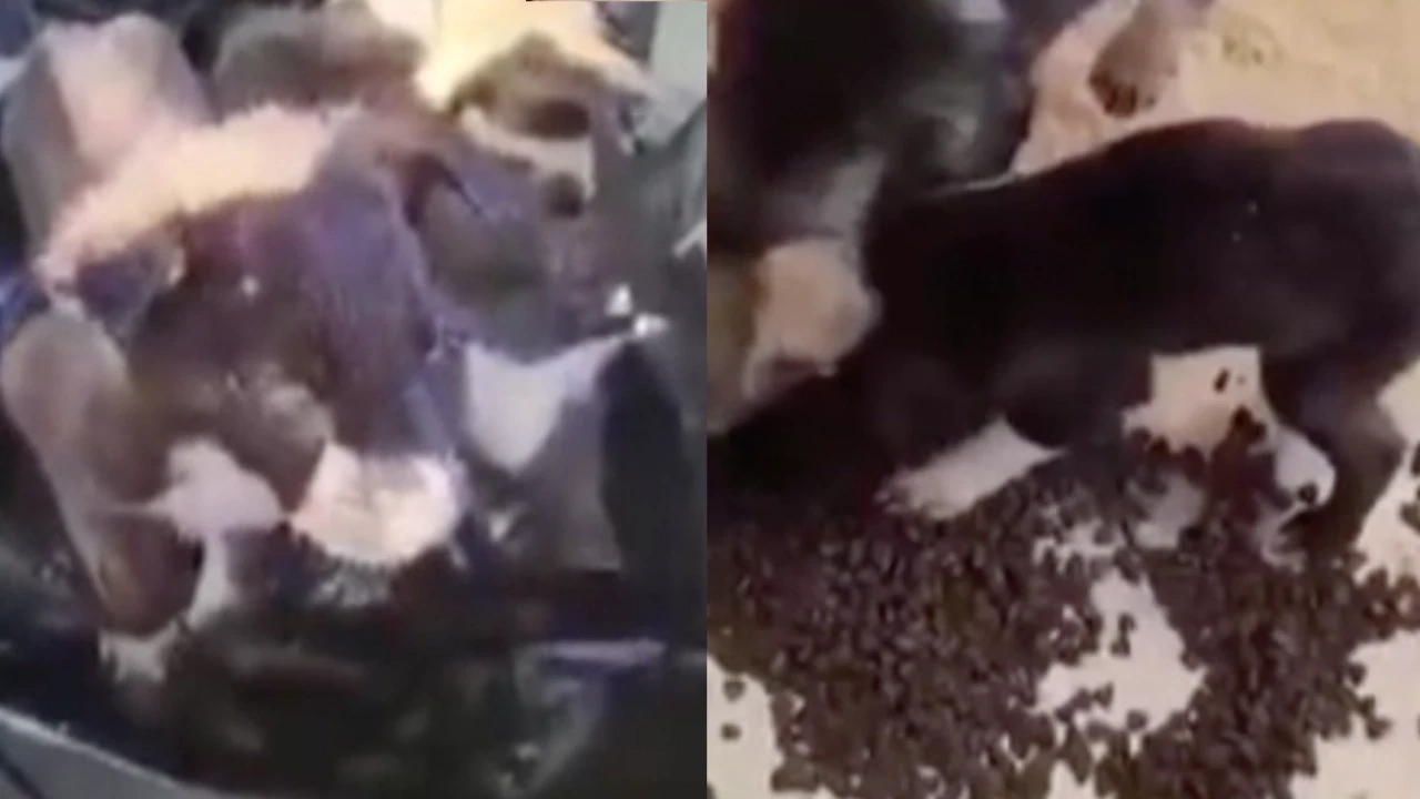 Çöpe atılan yavru köpeklerle ilgili 2 kişi gözaltında!