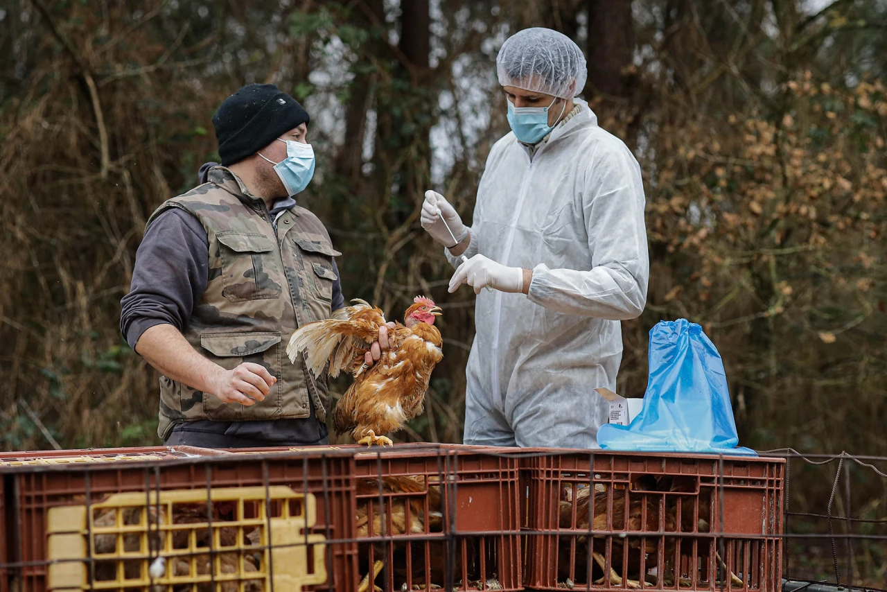 Kuş gribi nedeniyle pazarlar kapatıldı: Tedbirler artıyor