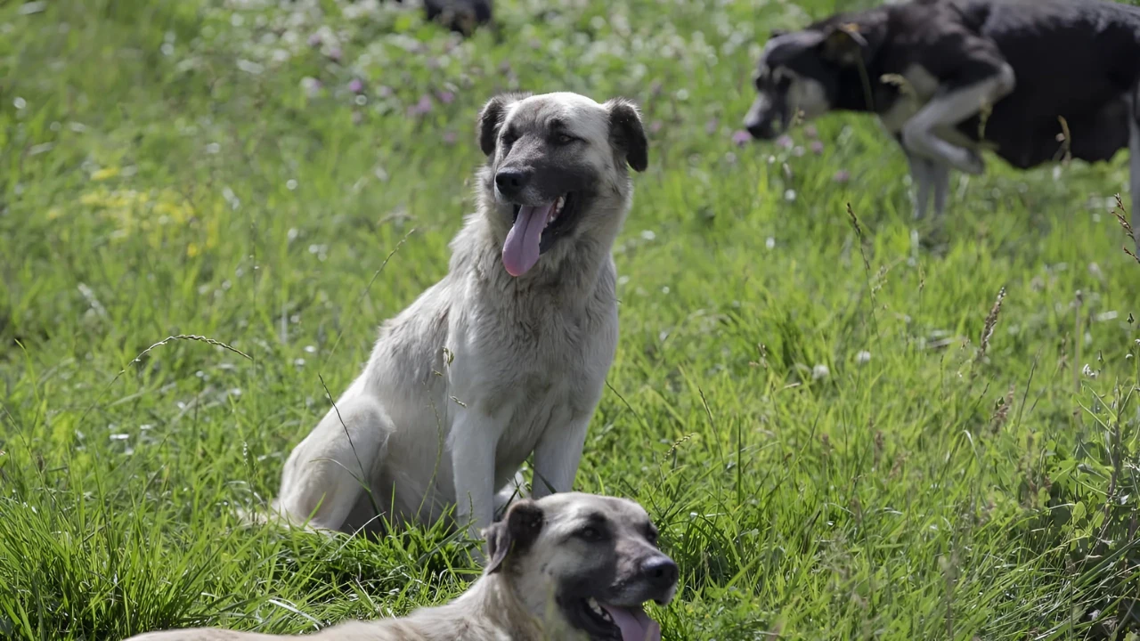 Mersin'de sahipsiz köpekler, 26 gebe küçükbaş hayvanı telef etti