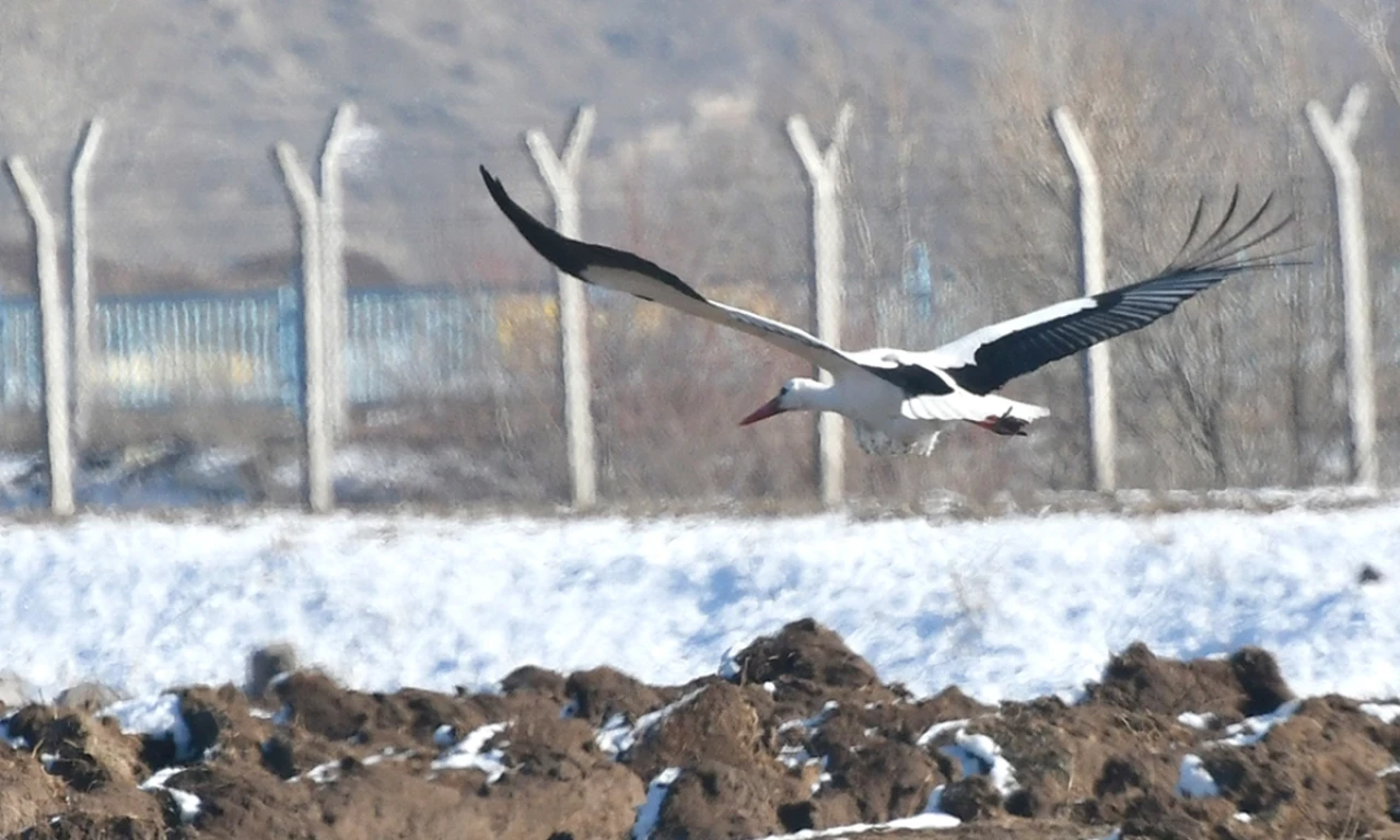 Eksi 24 derecede hayatta kalma mücadelesi! Kars’ta üşümeyen leylekler şaşırtıyor