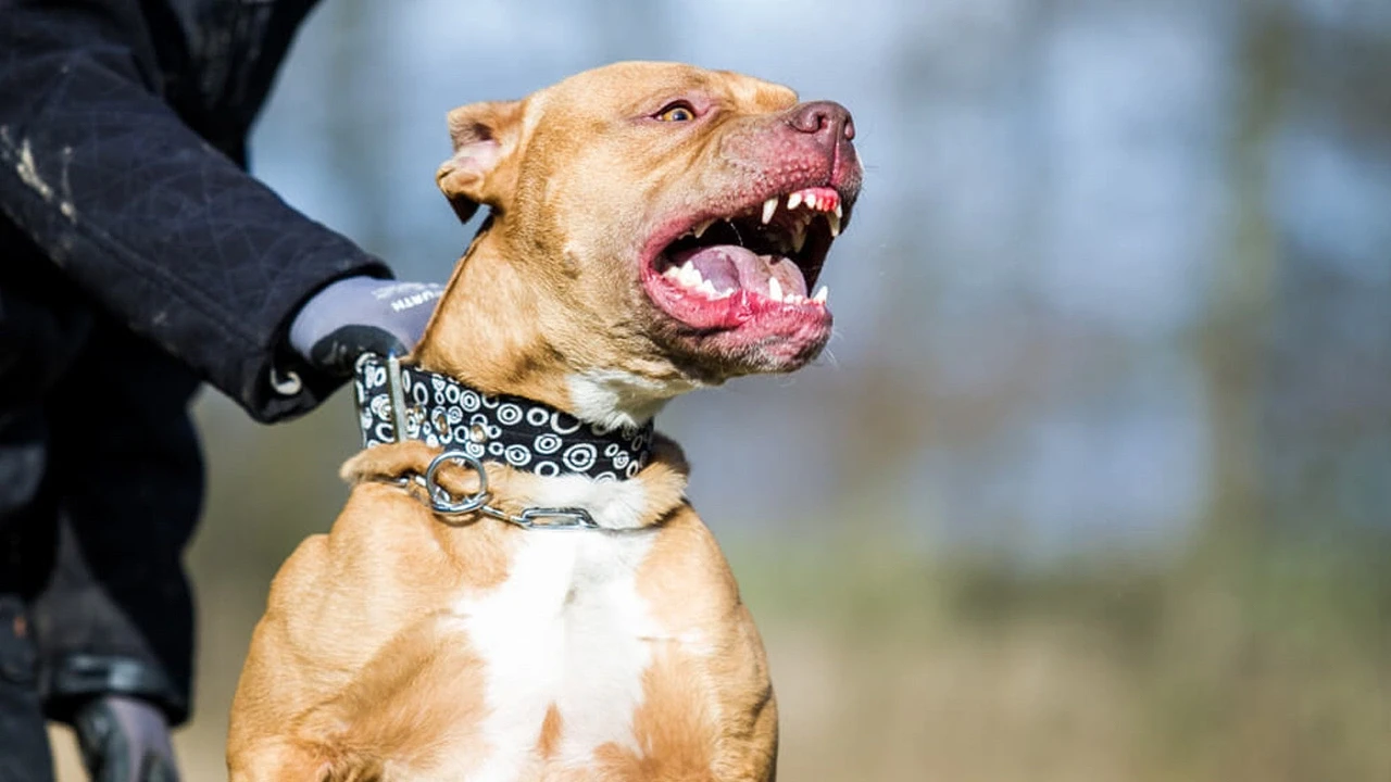 Kocaeli’de pitbull dehşeti: Ortalığı kan gölüne çevirdi!