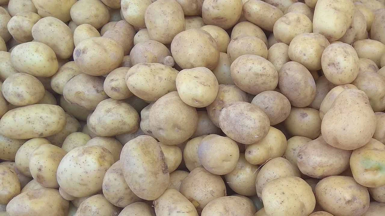 Patates üreticisi çıkmazda: 850 bin ton patates çürümek üzere