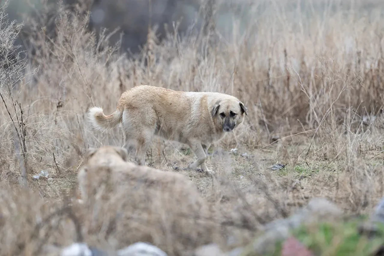 Ankara’da kan donduran vahşet! Sokak köpekleri silahla öldürüldü